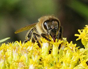 Archivo:Bee on -calyx 935