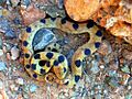 Beetz's Tiger Snake Telescopus beetzii