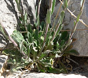 Archivo:Boechera perennans 2