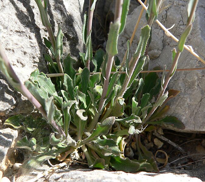 Boechera perennans 2
