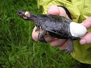 Archivo:Bog turtle with affixed radio transmitter 2