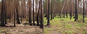 Archivo:Boreal pine forest after fire
