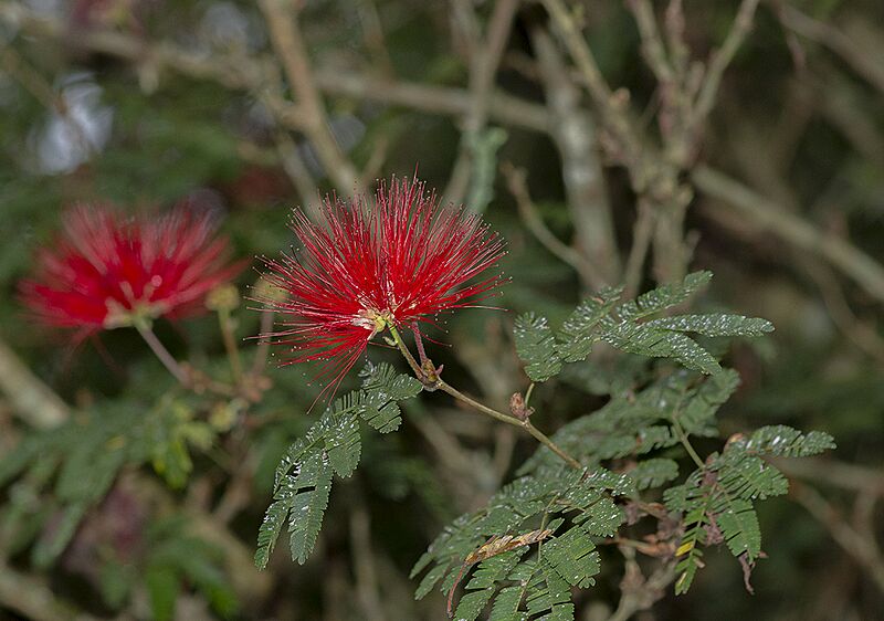 Calliandra tweediei 297240916