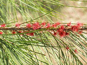 Archivo:Casuarina equisetifolia EnfoqueFlores 26-10-2010 ParqueElPilarCiudadReal