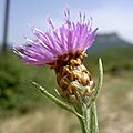 Centaurea jacea 2