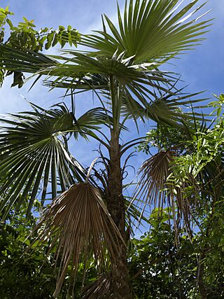 Coccothrinax argentea.jpg