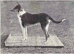 Archivo:Collie (smooth) from 1915