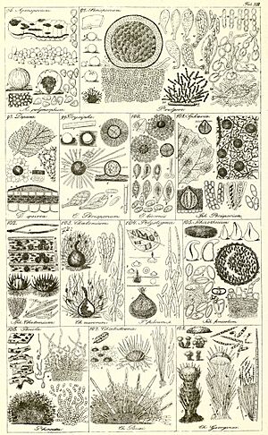 Archivo:Corda fungi illustration