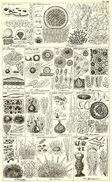 Corda fungi illustration