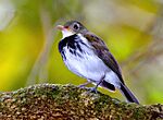 Archivo:Corythopis delalandi (cropped)