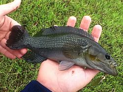 Crenicichla lepidota male.jpg