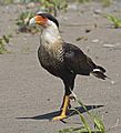 Crested Caracara JCB