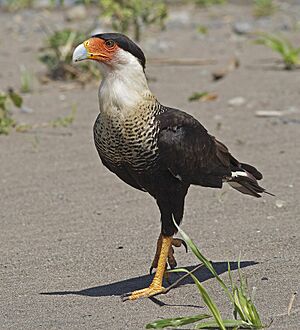 Archivo:Crested Caracara JCB