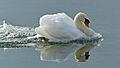 Cygne furieux