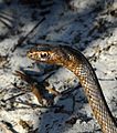 Eastern Coachwhip Snake Masticophis flagellum flagellum - Flickr - Andrea Westmoreland
