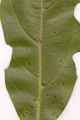 Archivo:Endiandra discolor leaf