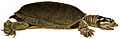 Erpétologie générale, ou, Histoire naturelle complète des reptiles (Lissemys punctata)
