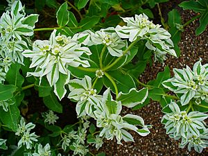Archivo:Euphorbia marginata 002
