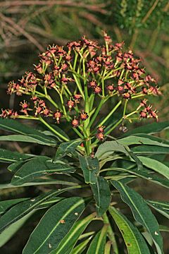 Archivo:Euphorbia mellifera k1
