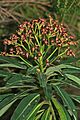 Euphorbia mellifera k1