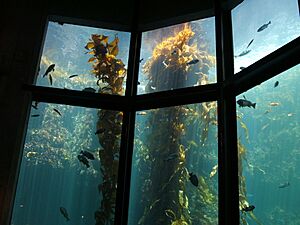 Archivo:Giant kelp (Macrocystis pyrifera) 01