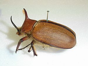 Archivo:Golofaporteri