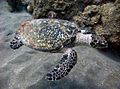 Hawksbill turtle off the coast of Saba