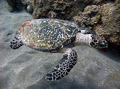 Hawksbill turtle off the coast of Saba