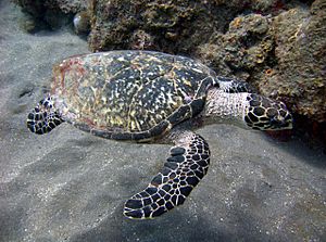 Hawksbill turtle off the coast of Saba.jpg