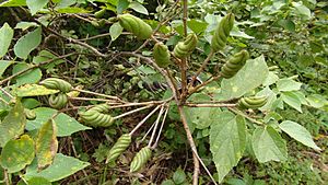 Archivo:Helicteres guazumifolia Costa Rica