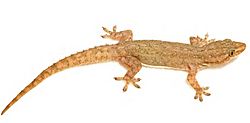 Hemidactylus frenatus from Barangay Dibuluan - ZooKeys-266-001-g049.jpg