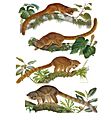 Illustrations of the species of Bassaricyon - ZooKeys-324-001-g003