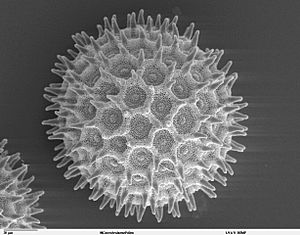 Archivo:Ipomoea purpurea pollen