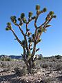 Joshua Tree in Arizona