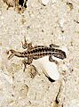 Lagartija Austral o Liolaemus darwinii