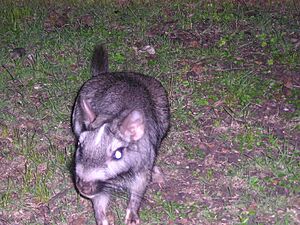 Archivo:Lagostomus maximus - Parc National El Palmar en Argentine (Entre-Rios)2