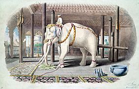 Lord White Elephant