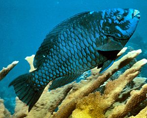 Archivo:Midnight parrotfish