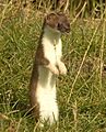 Mustela erminea upright2