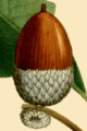 NAS-007f Quercus bicolor acorn