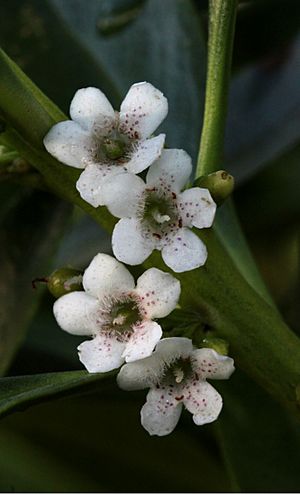 Archivo:Ngiao (Myoporum laetum) flowers