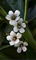 Ngiao (Myoporum laetum) flowers