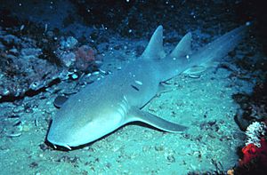 Archivo:Nurse shark