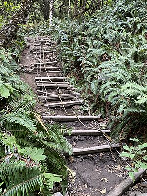 Archivo:Olympic NP Climbing Ladder