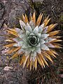 Orectanthe sceptrum above