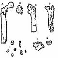 Orrorin tugenensis