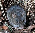 Oryzomys palustris in vegetation