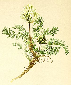 Archivo:Oxytropis campestris Atlas Alpenflora