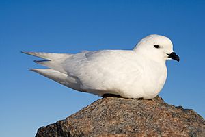Archivo:Pétrel des neiges - Snow Petrel