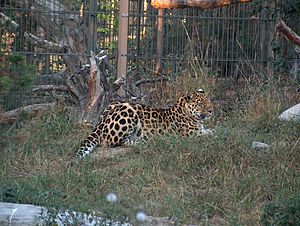 Archivo:Panthera pardus orientalis H9950 Amurin leopardi C